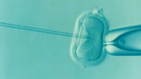 Il consenso informato in procreazione medicalmente assistita (parte II): i limiti alla revoca del consenso
